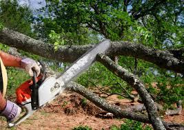 Best Tree Planting Services  in Shamrock, TX